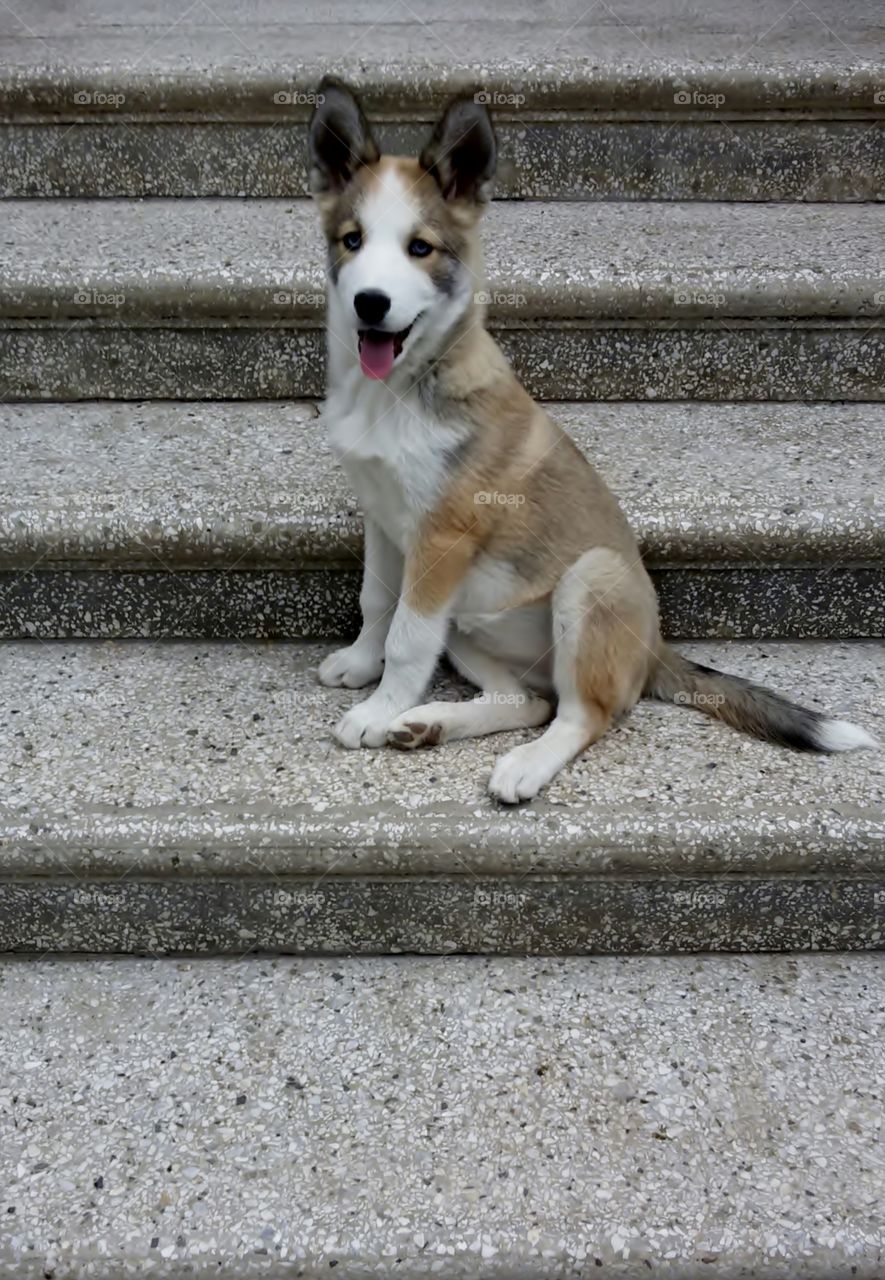 Husky dog sitting on the steps