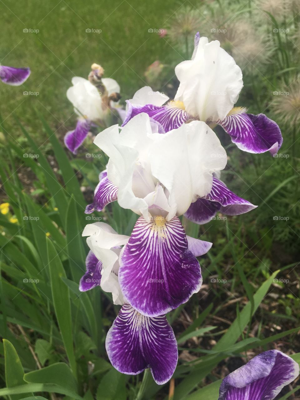 White and purple iris 