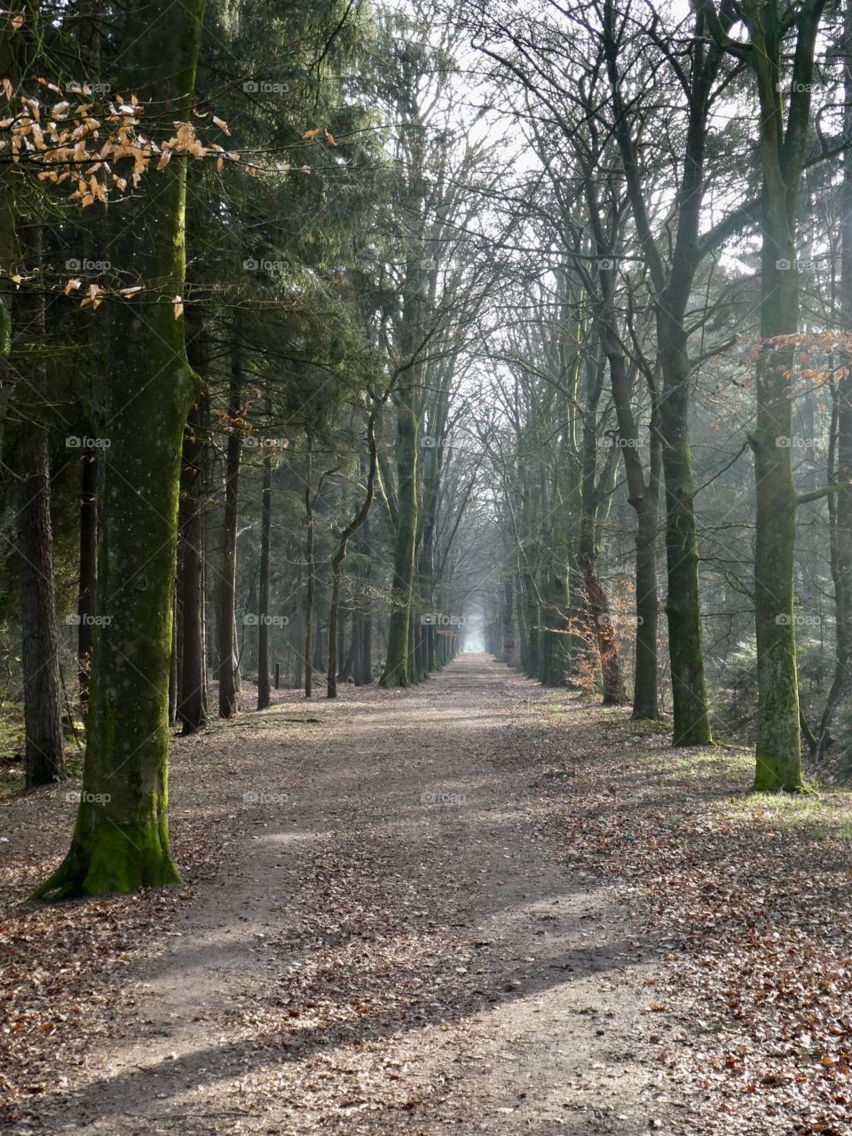 Walk in to the woods