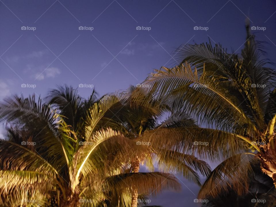 Palm Trees at Sunset in Mexico