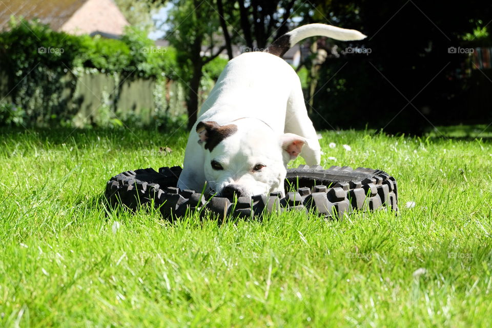 Staffie playing with a tire 