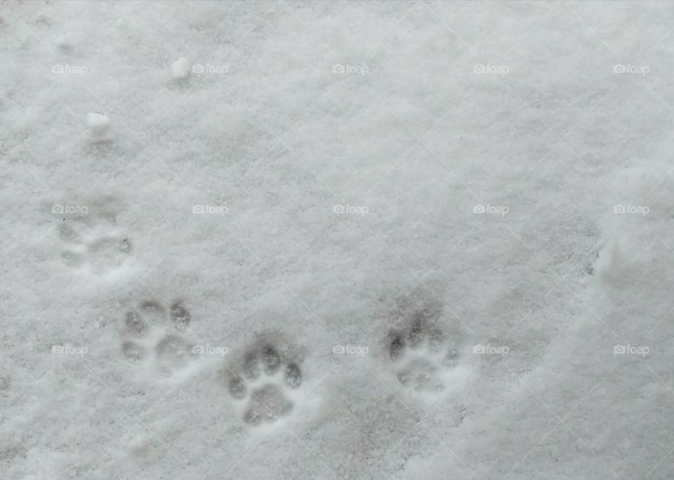 Arch of Paw Prints in the Snow