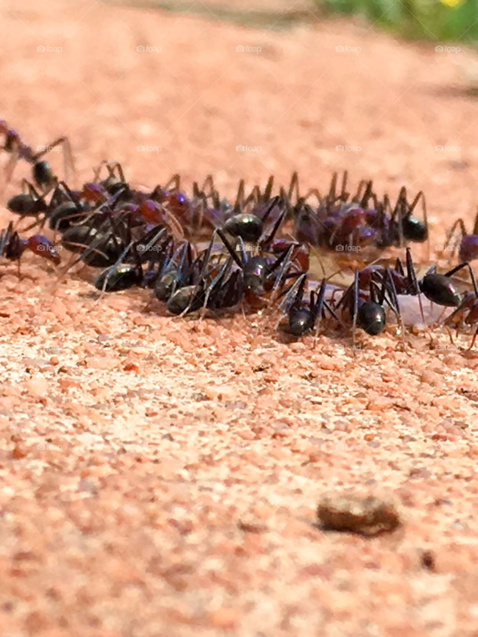 Hungry army of giant worker ants gather to feed
