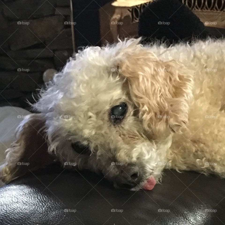 Dog laying with tongue sticking out👅