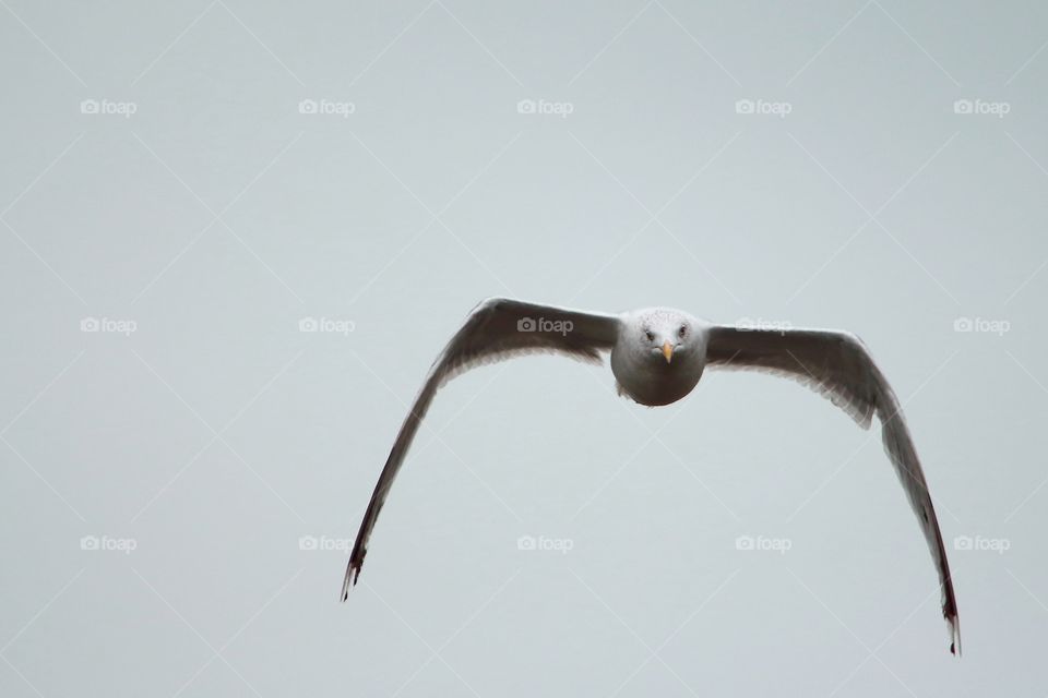 Seagull in flight frontal closeup