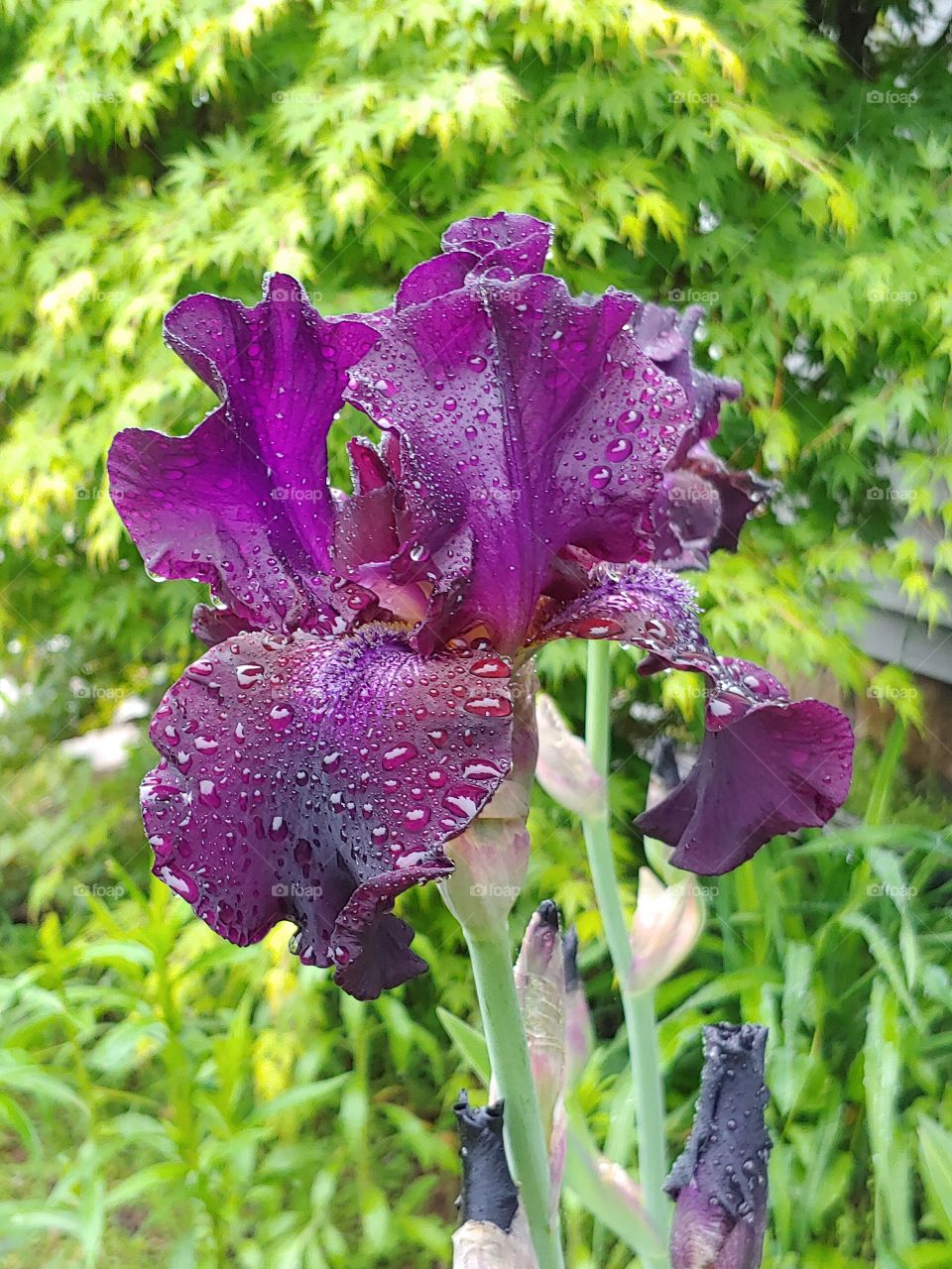 Iris