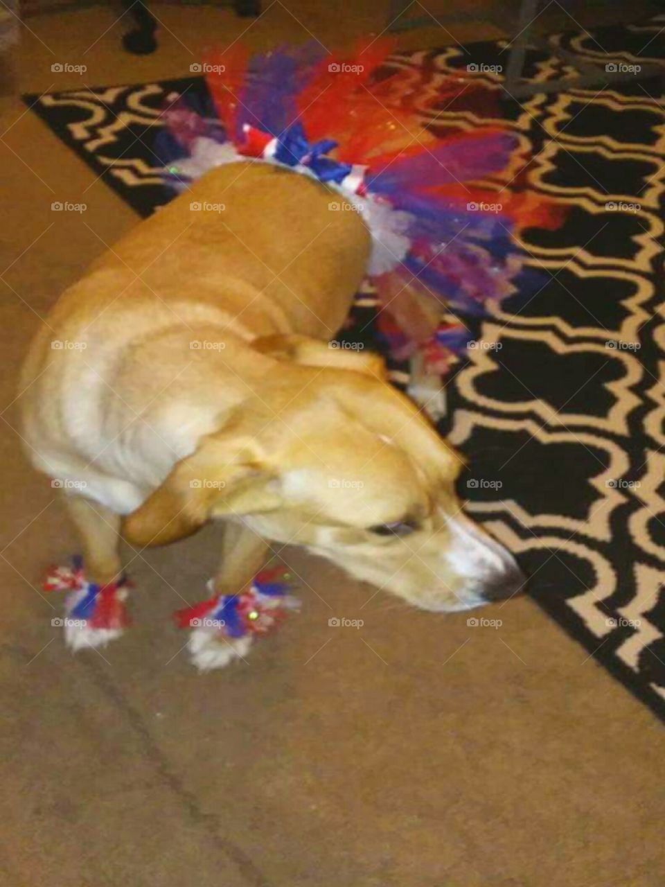 Lucy wearing my designs from Kona Lu Pet Accessories Waist tutus and paw tutus