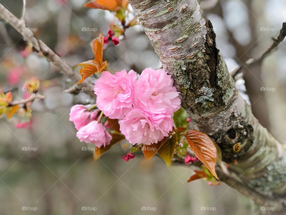 Pink Flowering Tree