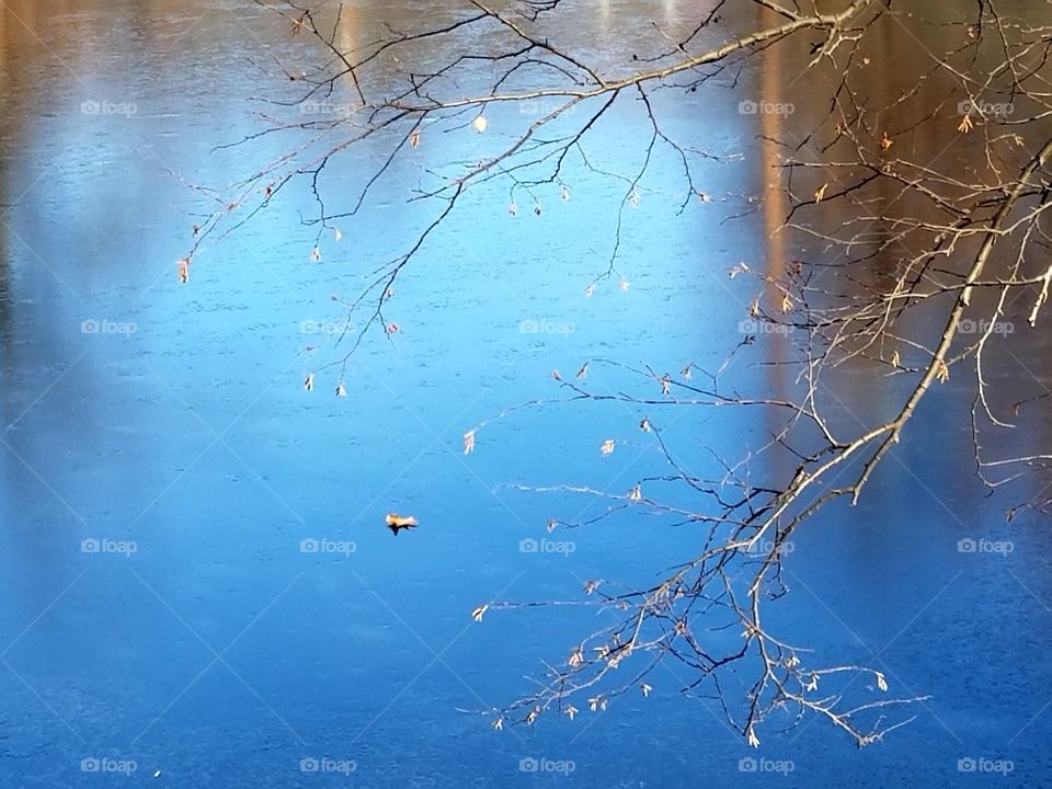Leaf on a frozen lake