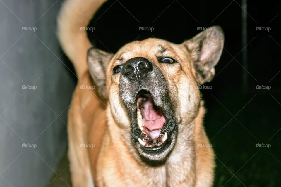 Bobi