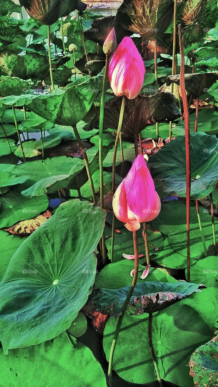 nature, lotus lotus, water lily flower
