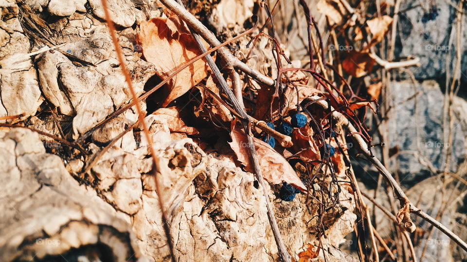 old wood texture