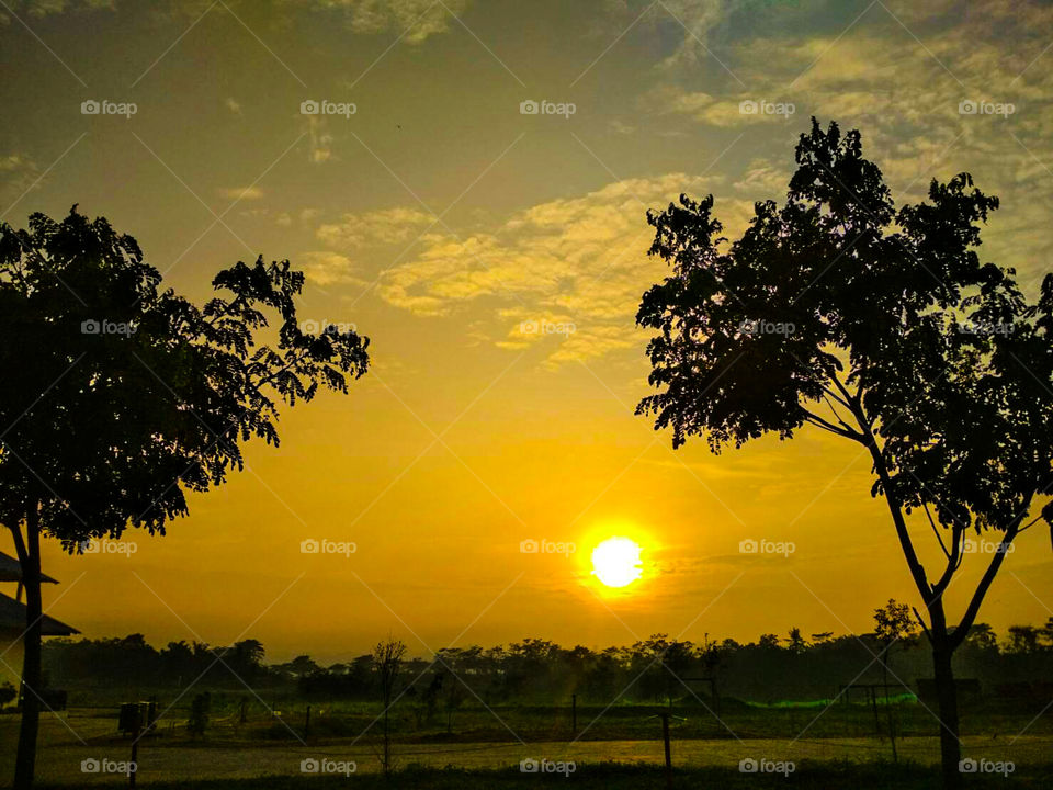 Sunset, Tree, Dawn, Sun, Silhouette