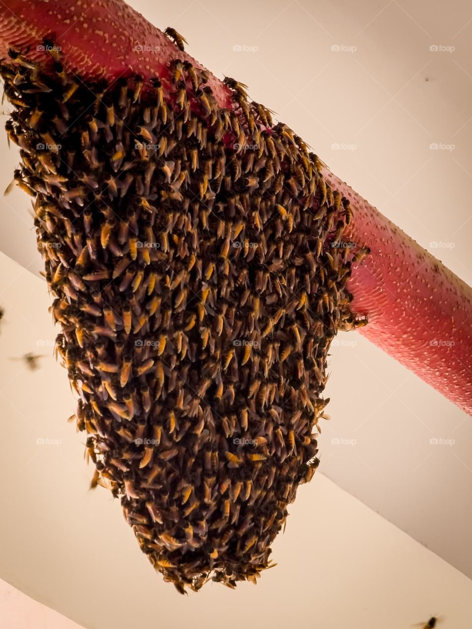 Bees hive closeup