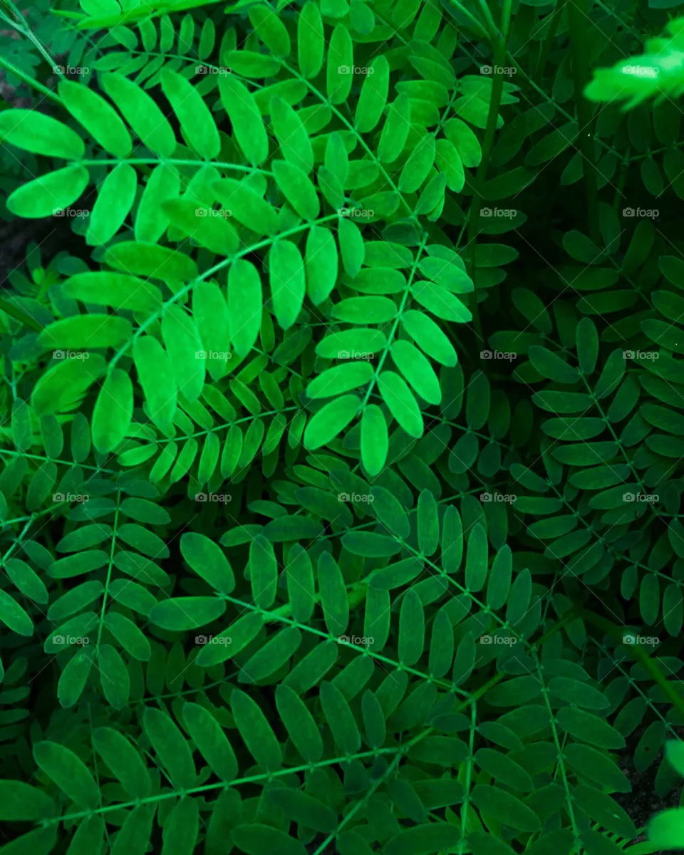 Tiny leaves, beautiful tiny leaves giving you a peaceful visual treat nature is full of wonders.