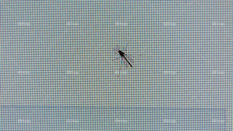 insect on pc screan