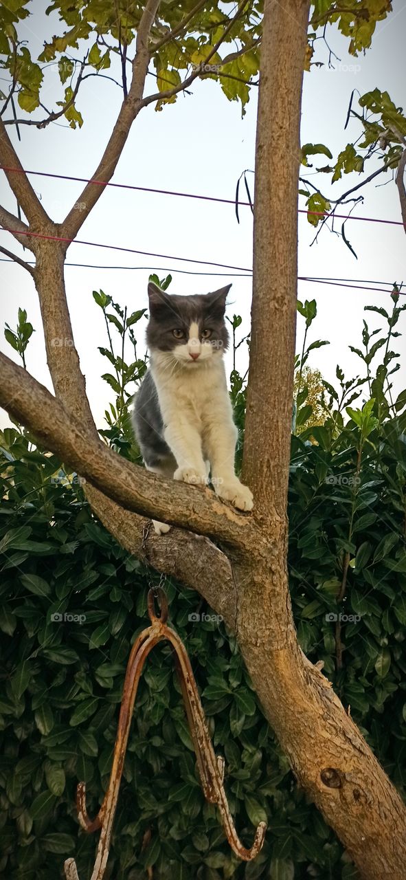 cat on tree
