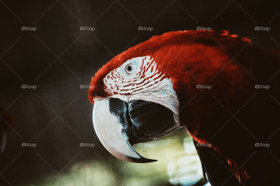 Red And White Parrot