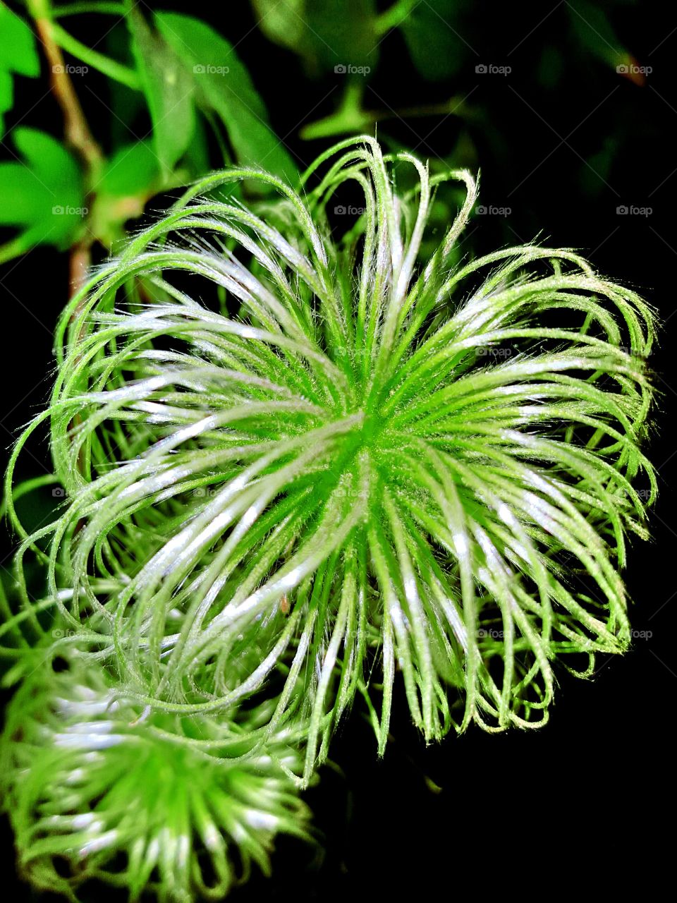 clematis seed pod