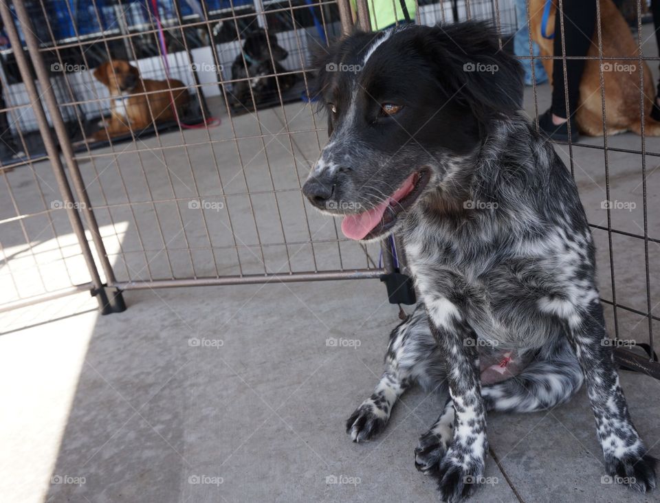 Dogs are up for adoption and this puppy is happy and will find a forever home today