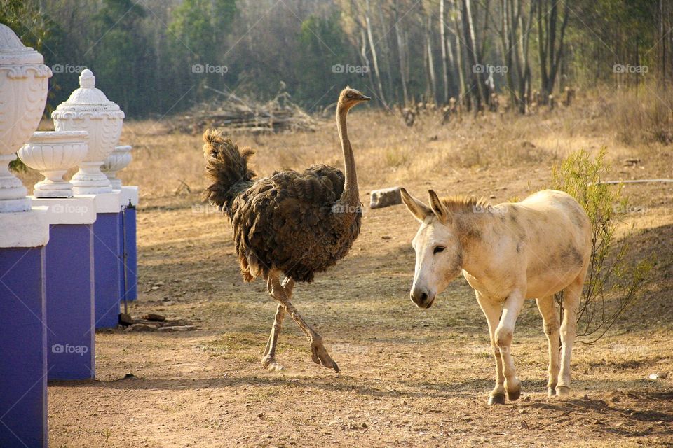 Caught these two walking towards each other on our recent breakaway 