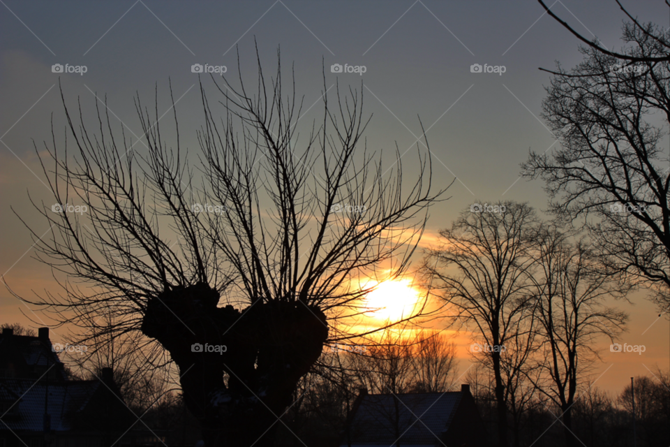 winter sunset trees holland by twilite