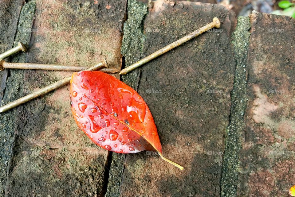 outdoor project.  nails on brick with autumn leaf