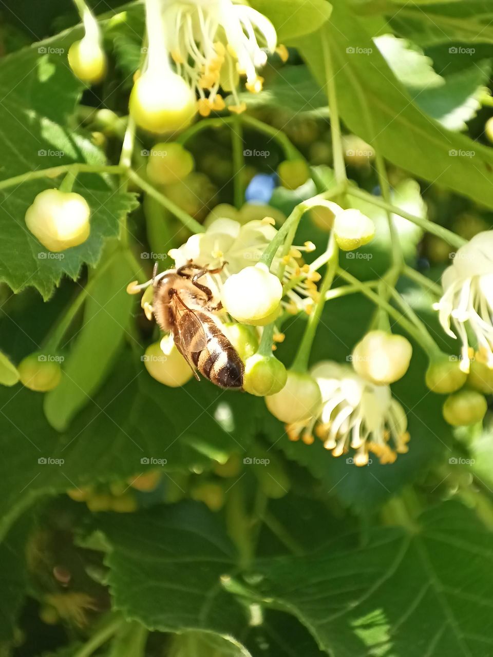 липа і бджола
