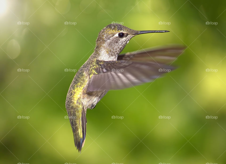 Hummingbird in Flight