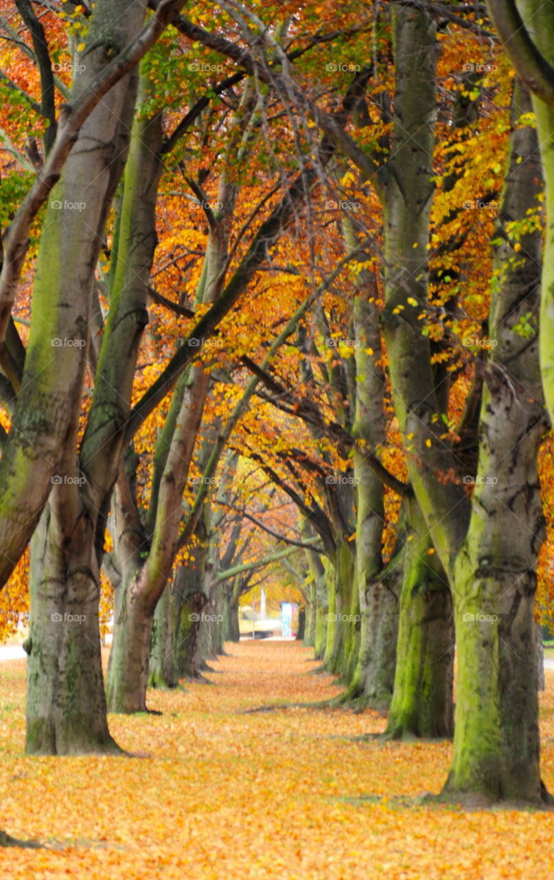 View of park in autumn