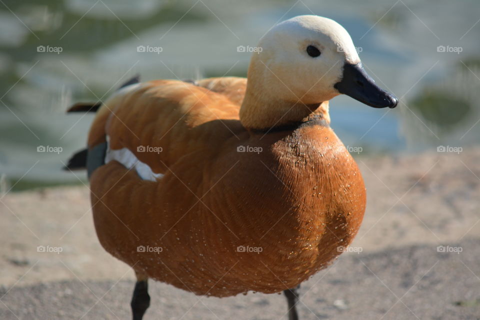 Close-up of a duck