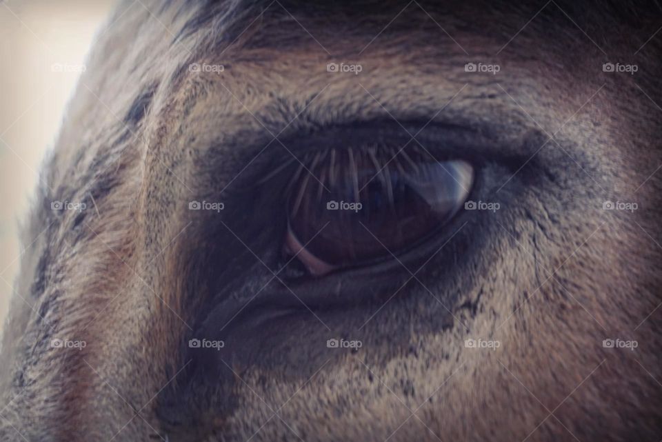 Donkey#eye#animal