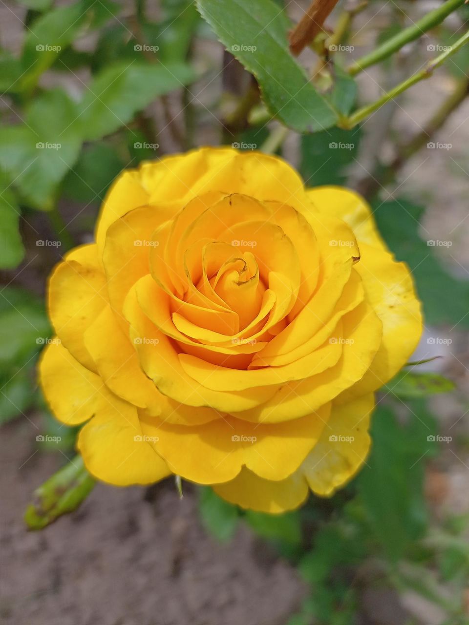 yellow rose