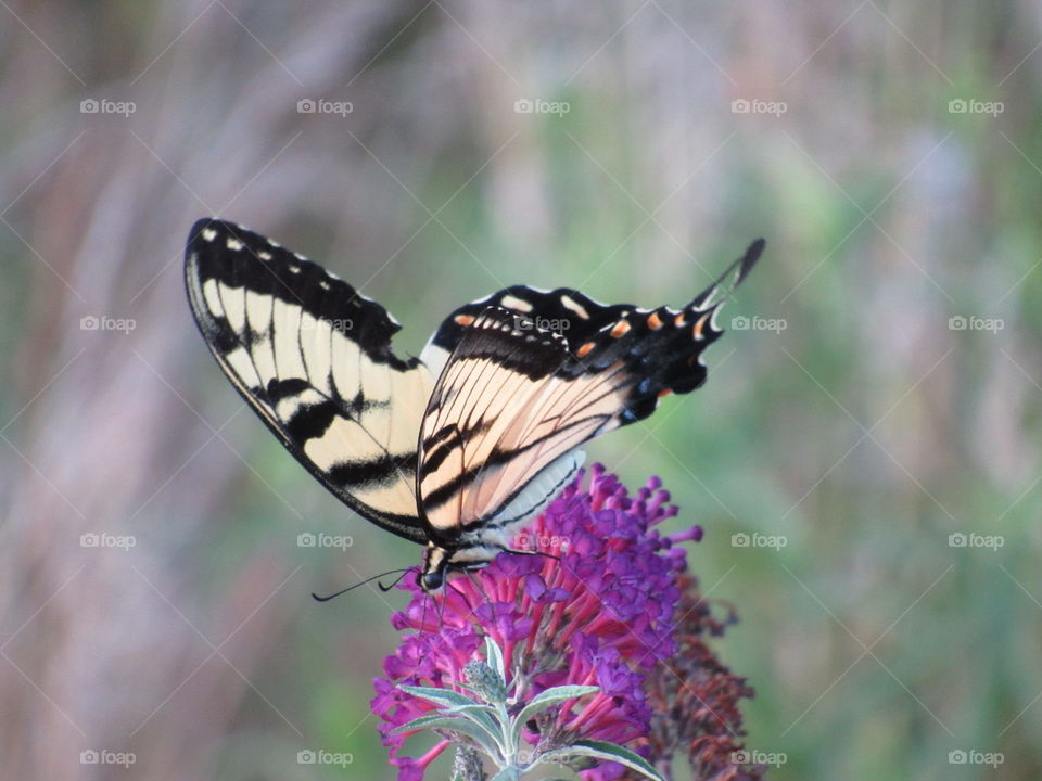 Butterfly, Nature, Insect, Outdoors, Wildlife