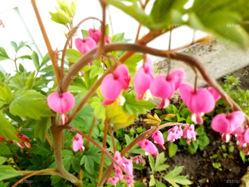 Loving the Spring Flowers in our Yard