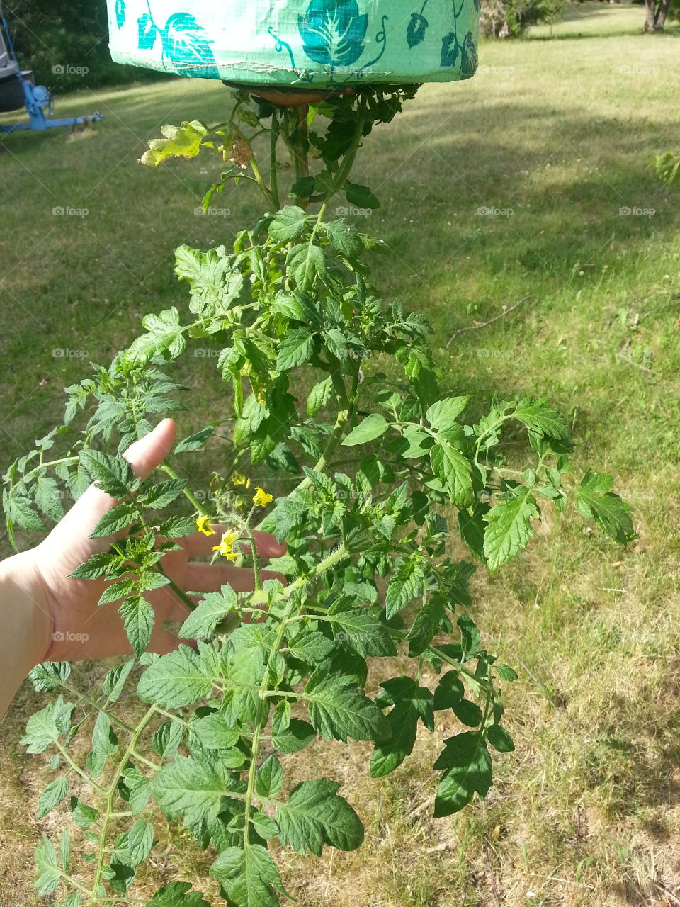 tomato plant hand