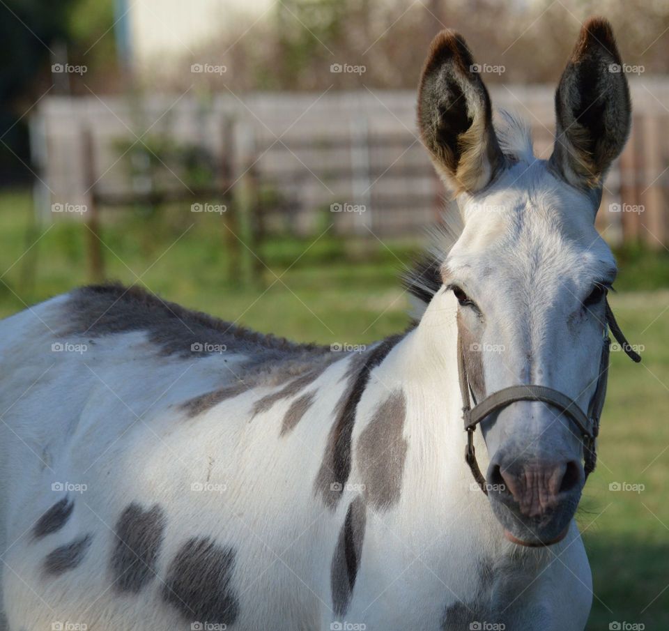 Close-up of a donkey