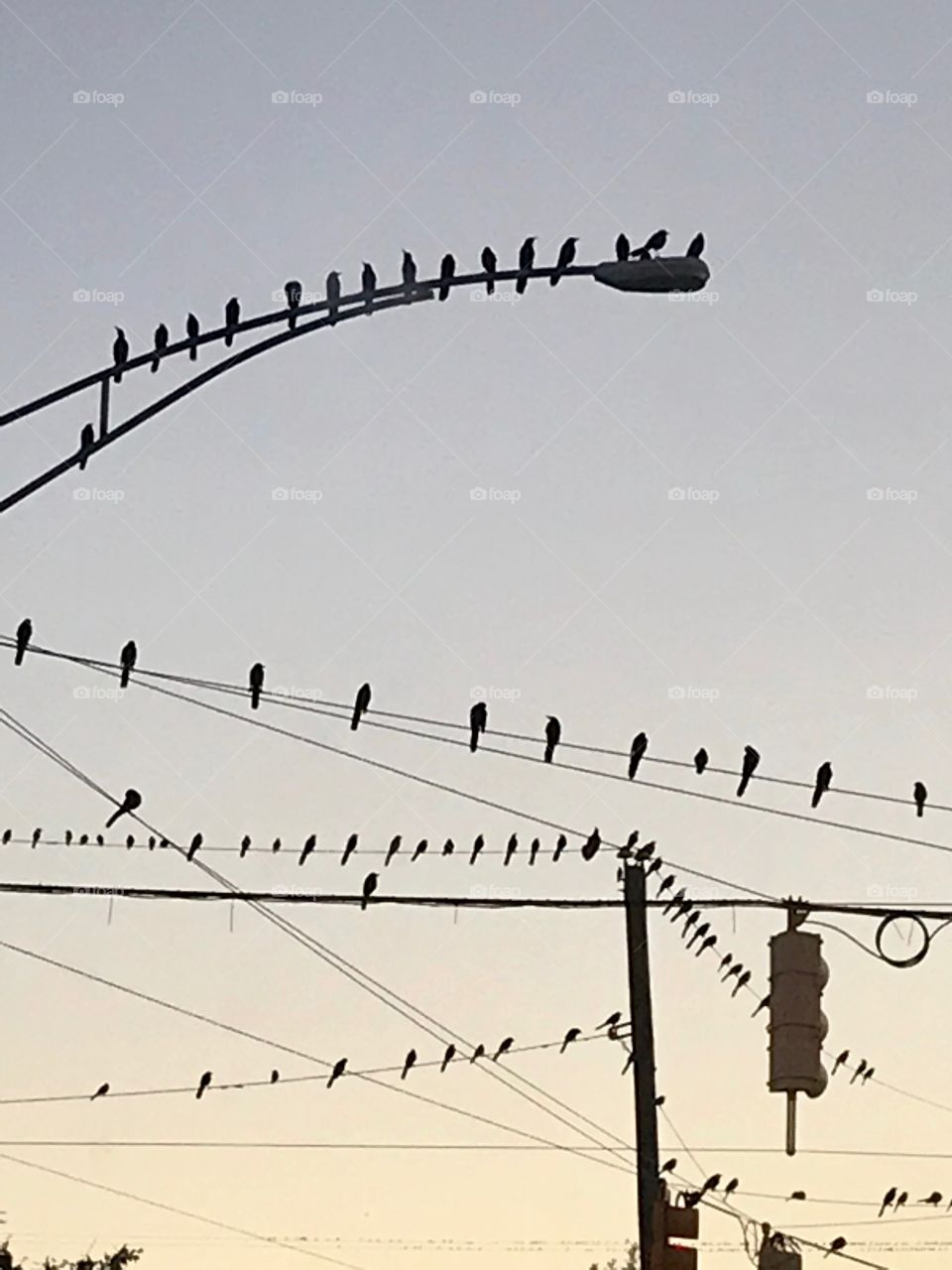 Birds on wires 