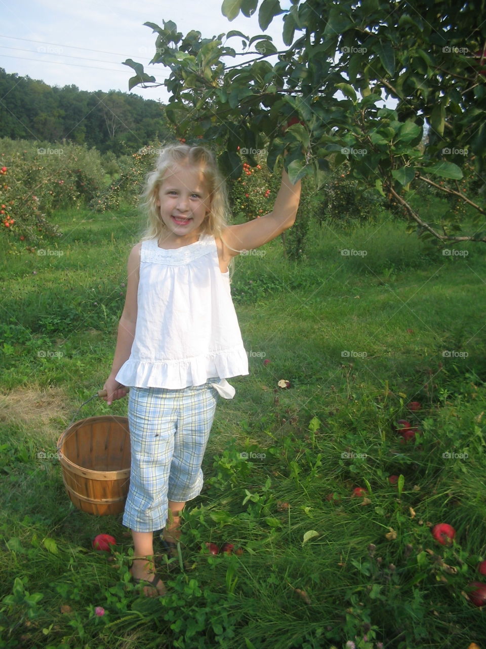 Apple Harvest