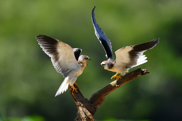 bird