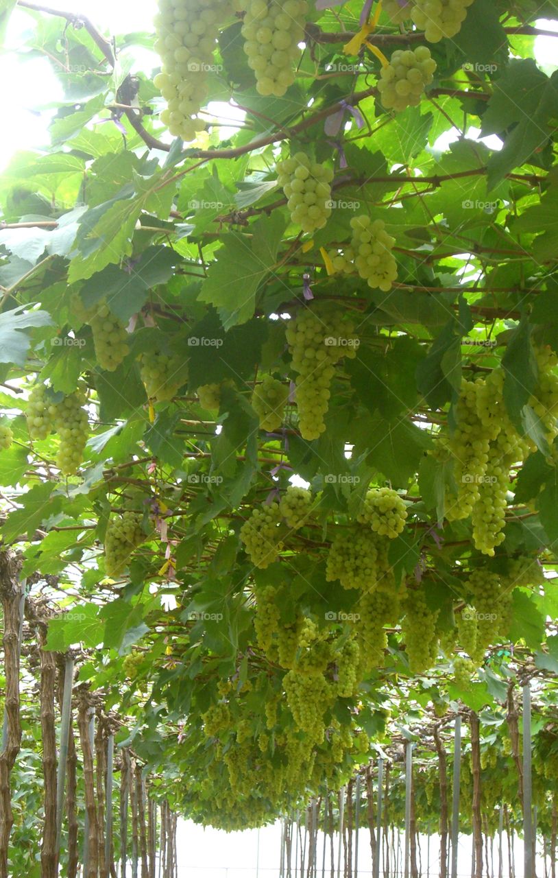 Green grapes in vineyard