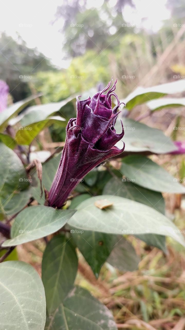 Datura, Purple Ballerina ( Datura metel Fastuosa) blooming. It also known as angel's trumpet is a marvelously flowering herb with upward facing blooms that resemble dancer's costume
