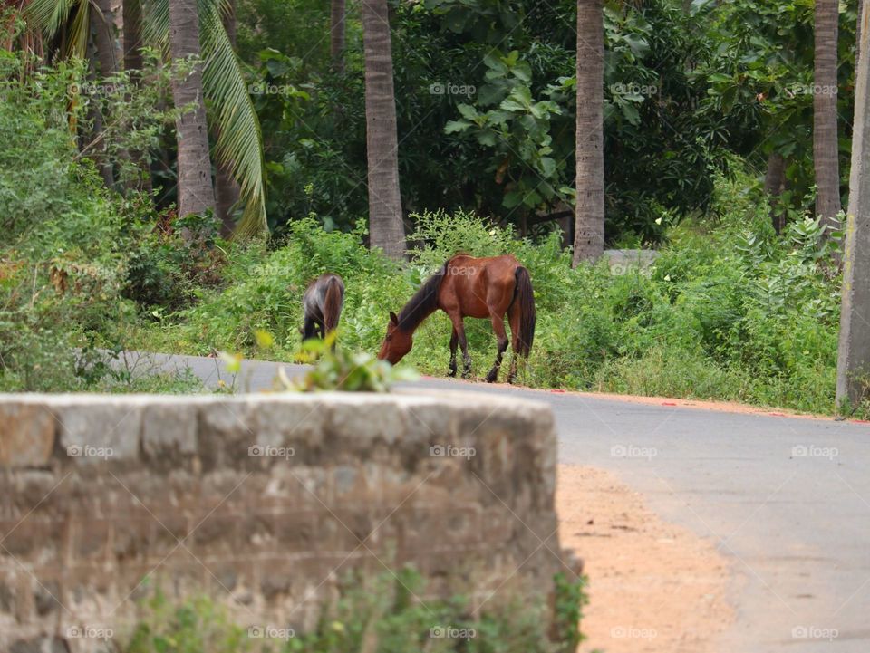 No Person, Outdoors, Mammal, Nature, Summer