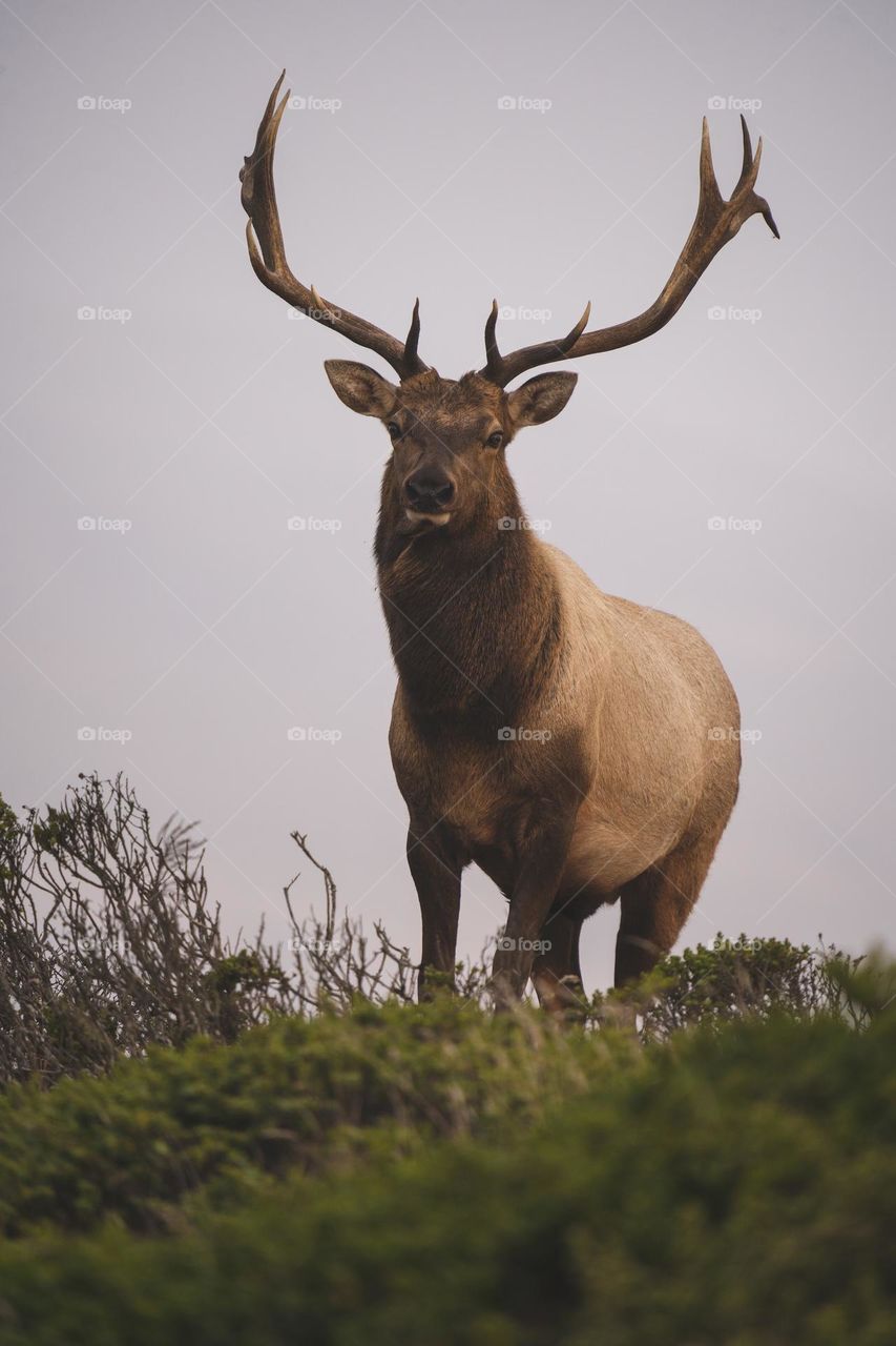 Beautiful brown deer