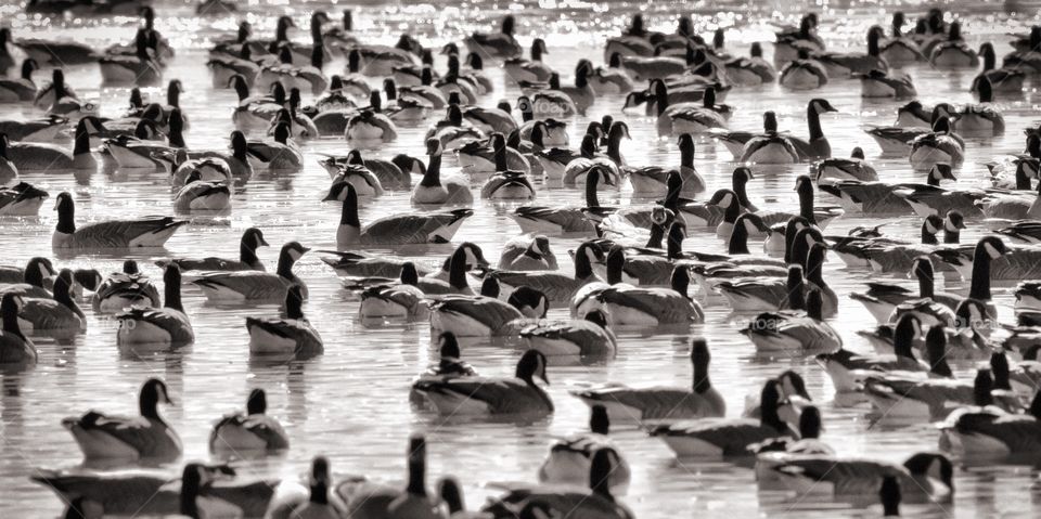 Gaggle of geese in migration on a pond. The flow of the water is visible. This photo is black and white. 1