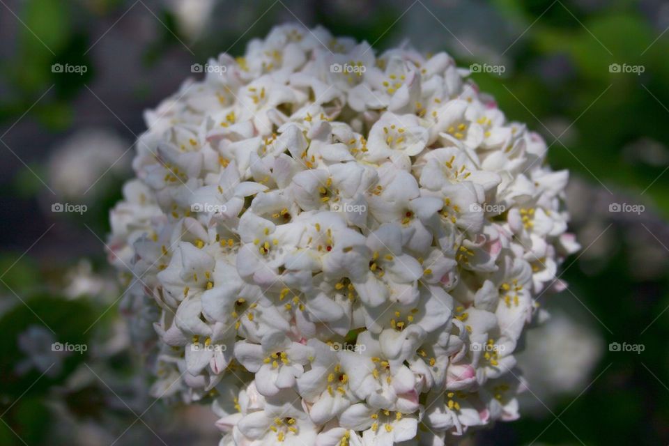 A Floral Pom Pom