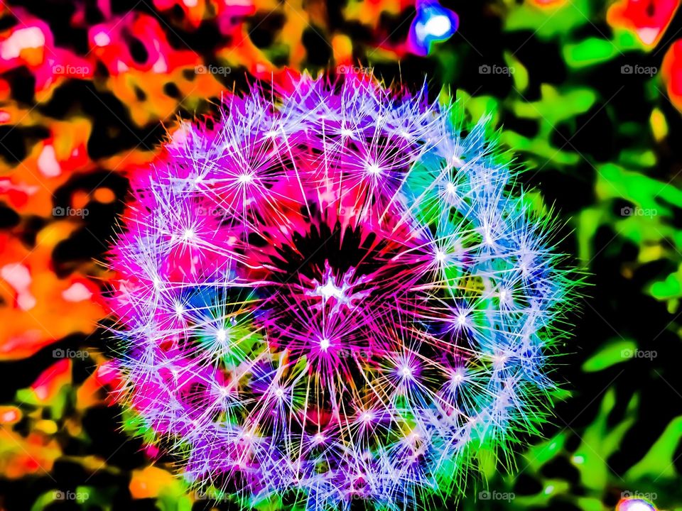 abstract dandelions with multicolor twist