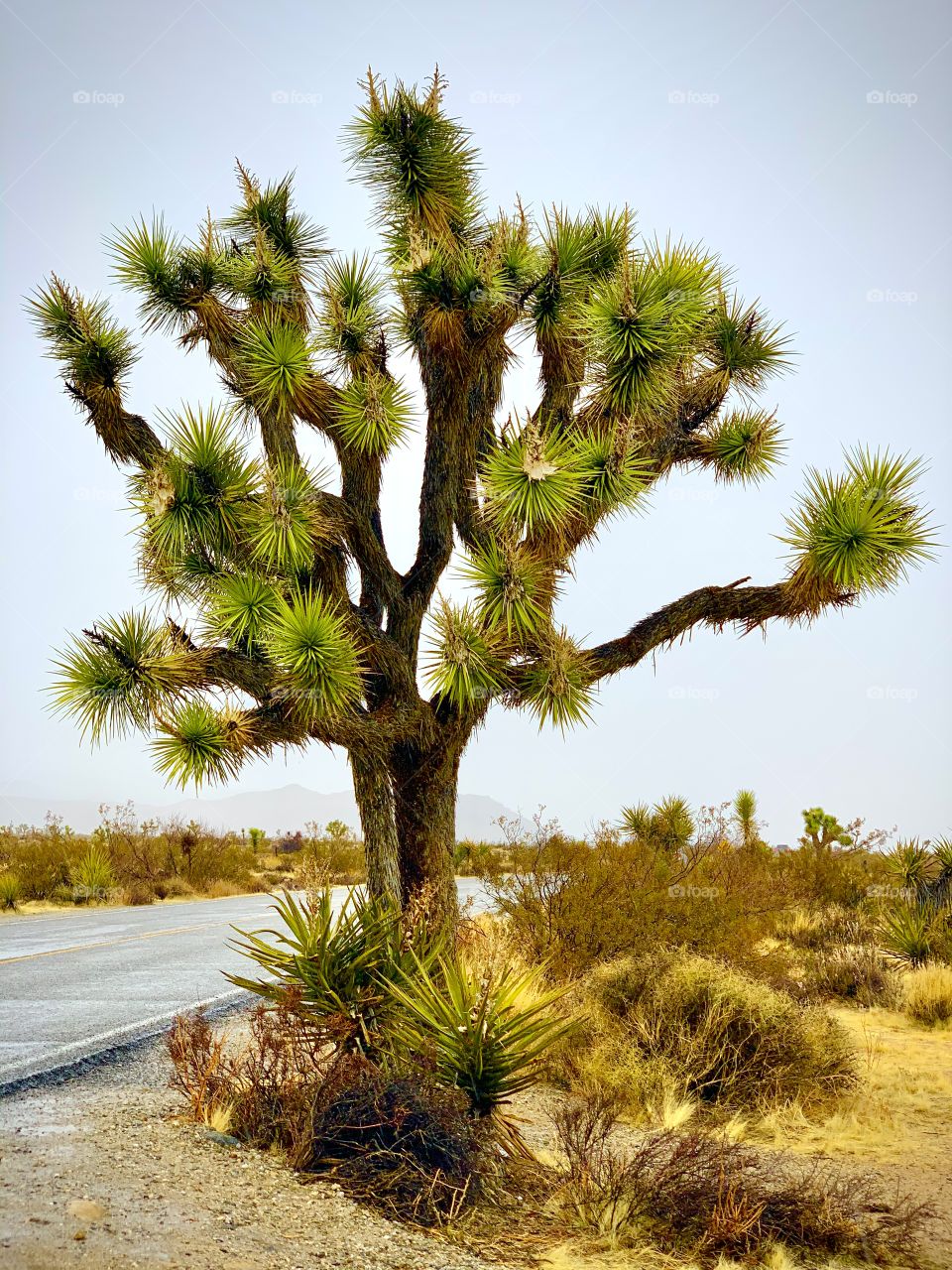 Joshua Tree National Park 