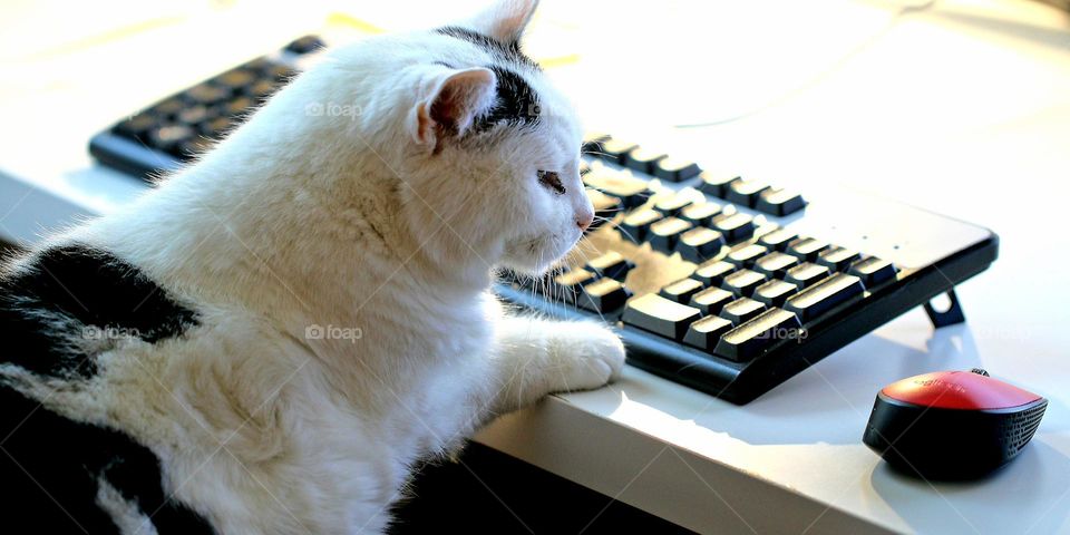 Katze am Keyboard