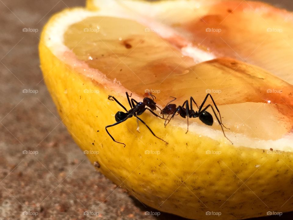 Two worker ants on half lemon fighting outdoors closeup